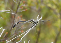 Austroepigomphus praeruptus