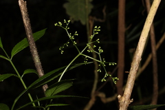 Sambucus australasica