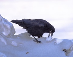 Corvus frugilegus