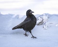 Corvus frugilegus