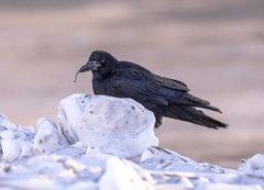 Corvus frugilegus