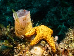 Fromia polypora
