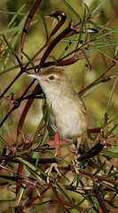 Cincloramphus timoriensis