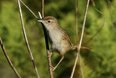 Cincloramphus timoriensis