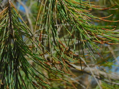 Lasioglossum calophyllae