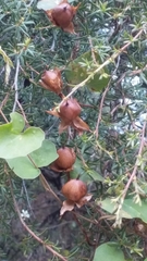 Calystegia tuguriorum