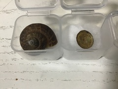 Cyclophorus martensianus