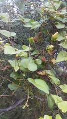 Calystegia tuguriorum