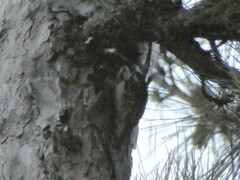 Certhia brachydactyla