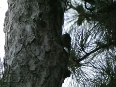 Certhia brachydactyla