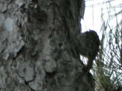 Certhia brachydactyla