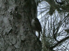 Certhia brachydactyla