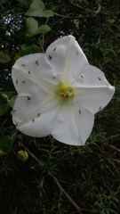 Calystegia tuguriorum