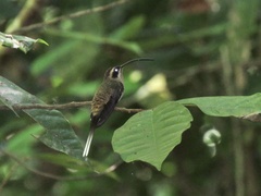Phaethornis longirostris