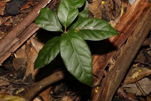 Image of Endiandra pubens by (c) Greg Tasney, some rights reserved (CC BY-SA)