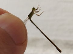 Agriocnemis pygmaea