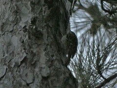 Certhia brachydactyla