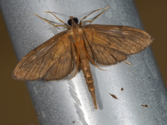 Hymenoptychis sordida