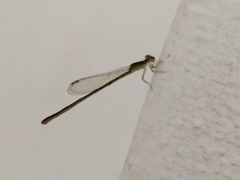Agriocnemis pygmaea