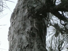 Certhia brachydactyla