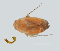 Psallus thomashenryi