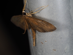 Hymenoptychis sordida