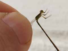 Agriocnemis pygmaea