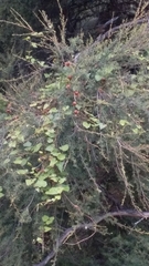 Calystegia tuguriorum