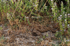 Vipera ammodytes