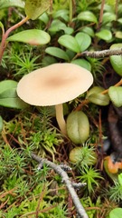 Clitocybe fragrans