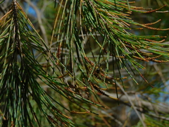 Lasioglossum calophyllae