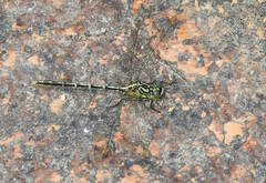 Austrogomphus guerini