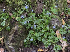 Lobelia trigonocaulis
