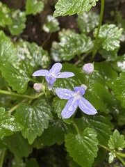 Lobelia trigonocaulis