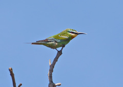 Merops persicus