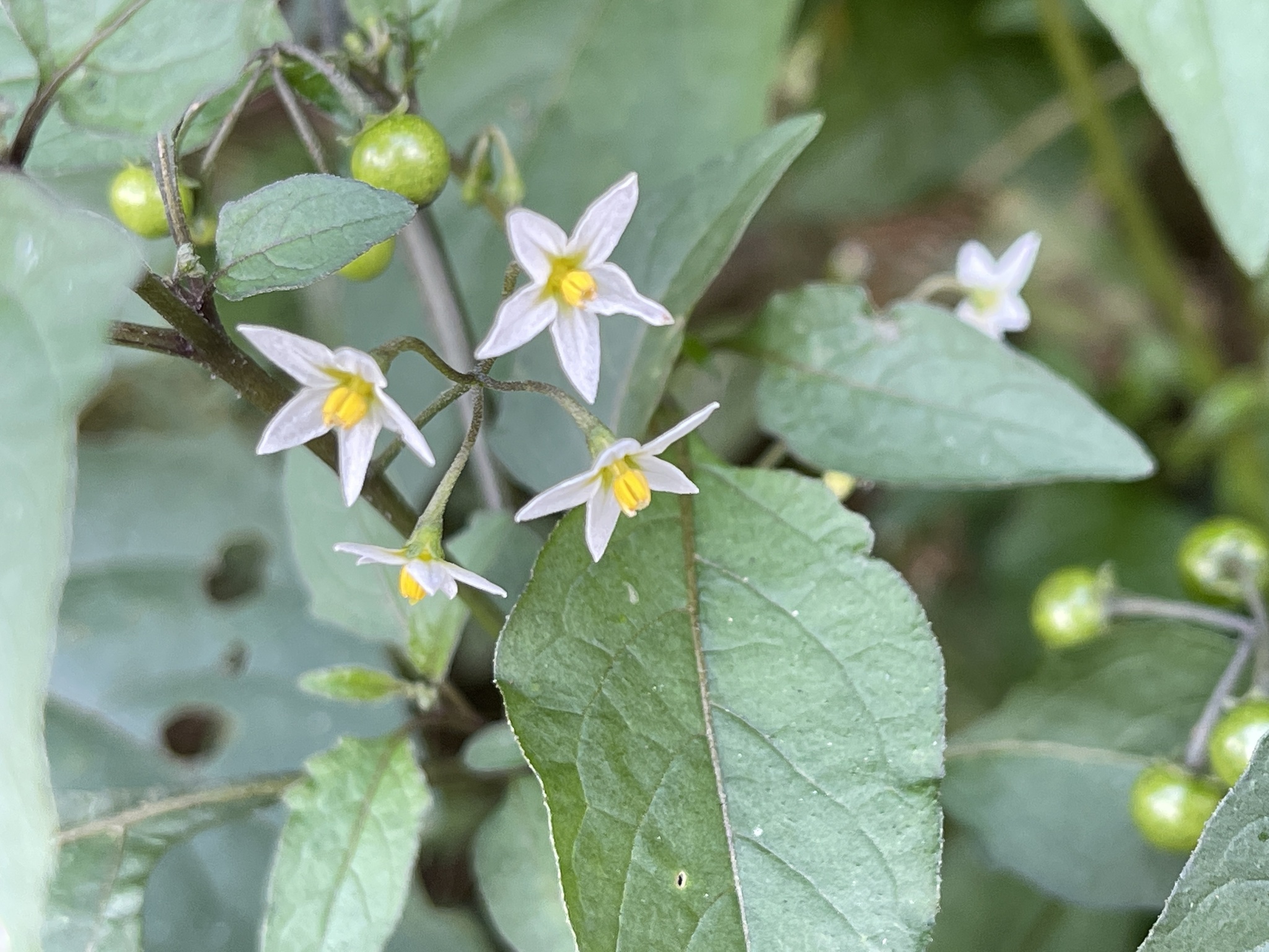 Solanum americanum Mill.