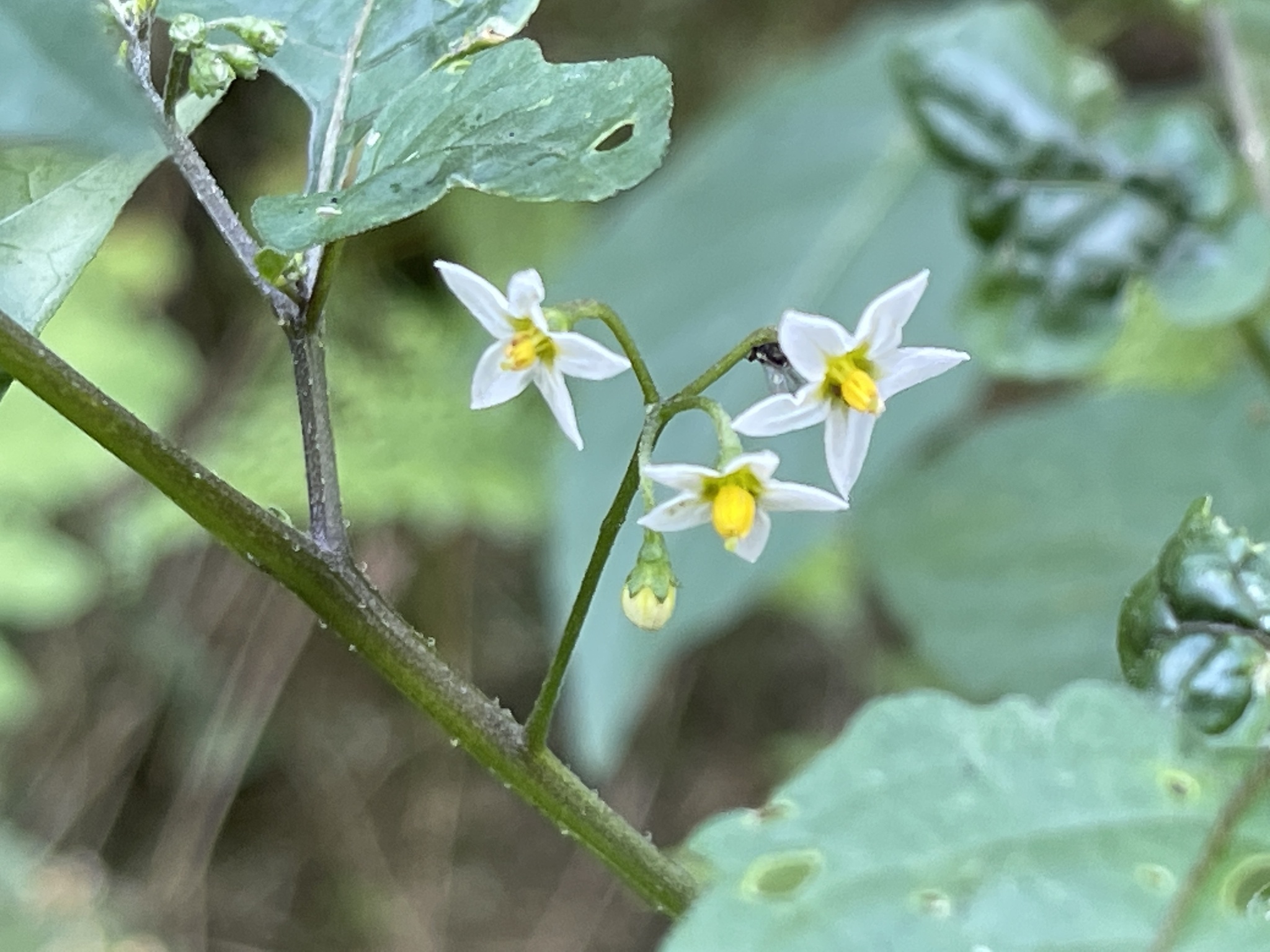 Solanum americanum Mill.