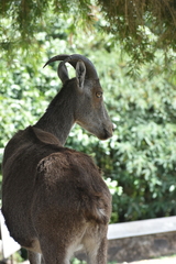 Nilgiritragus hylocrius