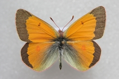 Colias meadii