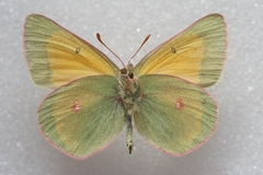 Colias meadii