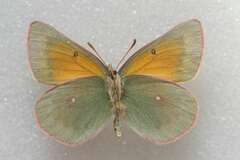 Colias meadii