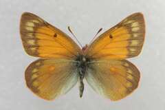 Colias meadii