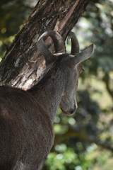 Nilgiritragus hylocrius