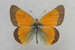 Colias meadii
