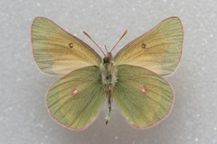 Colias meadii