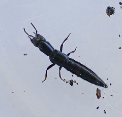 Thyreocephalus