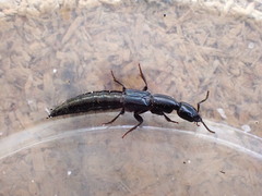 Thyreocephalus