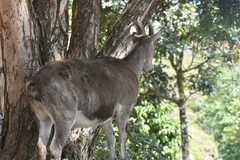 Nilgiritragus hylocrius