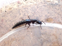 Thyreocephalus