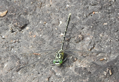 Austrogomphus guerini
